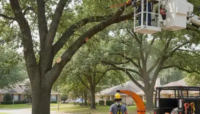 Professional tree pruning service in Tampa, FL for safer, healthier trees