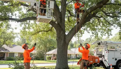 Professional tree pruning service in Tampa, FL for healthier trees and safer properties