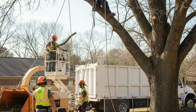 Tampa, FL tree removal crew cutting down a dead tree safely at a residential property