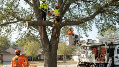 Tampa, FL tree crew safely removes a large unwanted tree from a residential property