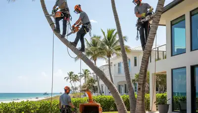Tree service crew in Tampa, FL providing professional tree trimming and maintenance