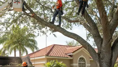 Tree service team in Tampa, FL providing professional tree trimming and care