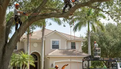 Tree service crew in Tampa, FL trimming trees for safe, professional landscape maintenance