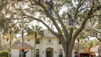 Tree trimming crew servicing Tampa, FL for residential and commercial tree care