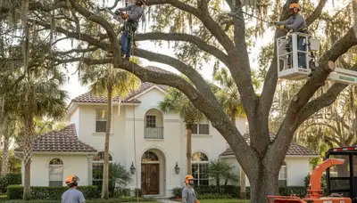 Tree service crew in Tampa, FL providing professional tree trimming and maintenance