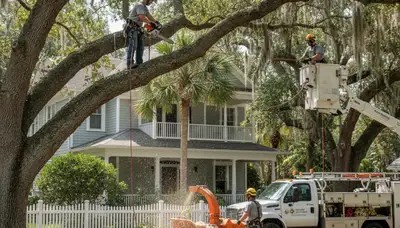 Tree service crew trimming trees in Tampa, FL for safe, professional yard maintenance