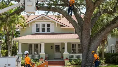 Tampa, FL tree trimming crew serving residential and commercial properties