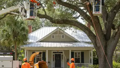 Tree service crew in Tampa, FL providing professional tree trimming and removal services