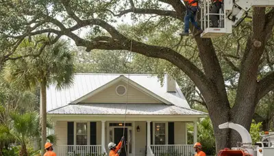 Tree service crew in Tampa, FL trimming trees for safe, professional residential care