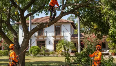 Tree service crew trimming trees in Tampa, FL for residential property care