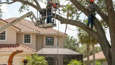Tree service crew trimming trees in Tampa, FL for safe, professional property maintenance