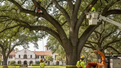 Tree service crew trimming trees in Tampa, FL for safe, professional property care