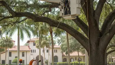 Tree service crew trimming trees in Tampa, FL