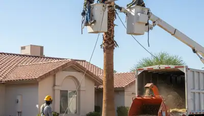 Tree service crew trimming trees in Tampa, FL for safe, professional property care