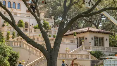 Tree trimming crew serving Tampa, FL for professional tree care and pruning services