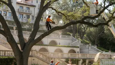 Tree service crew trimming trees in Tampa, FL for safe, professional property care