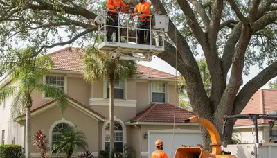 Tree service crew in Tampa, FL providing professional tree trimming and removal for homes and businesses