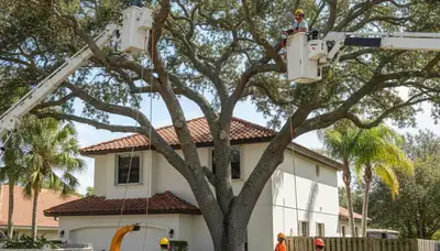 Tree service crew trimming trees in Tampa, FL for safe, professional residential care