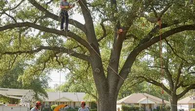 Professional tree trimming service in Tampa, FL improving tree health and landscape safety