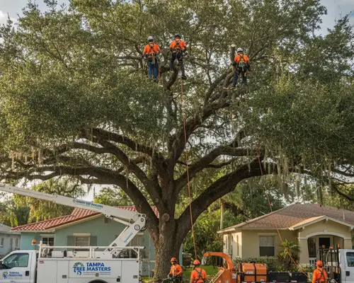 Tree trimming service in Tampa, FL for dense canopy maintenance and safe property clearance